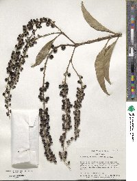 Citharexylum donnell-smithii image