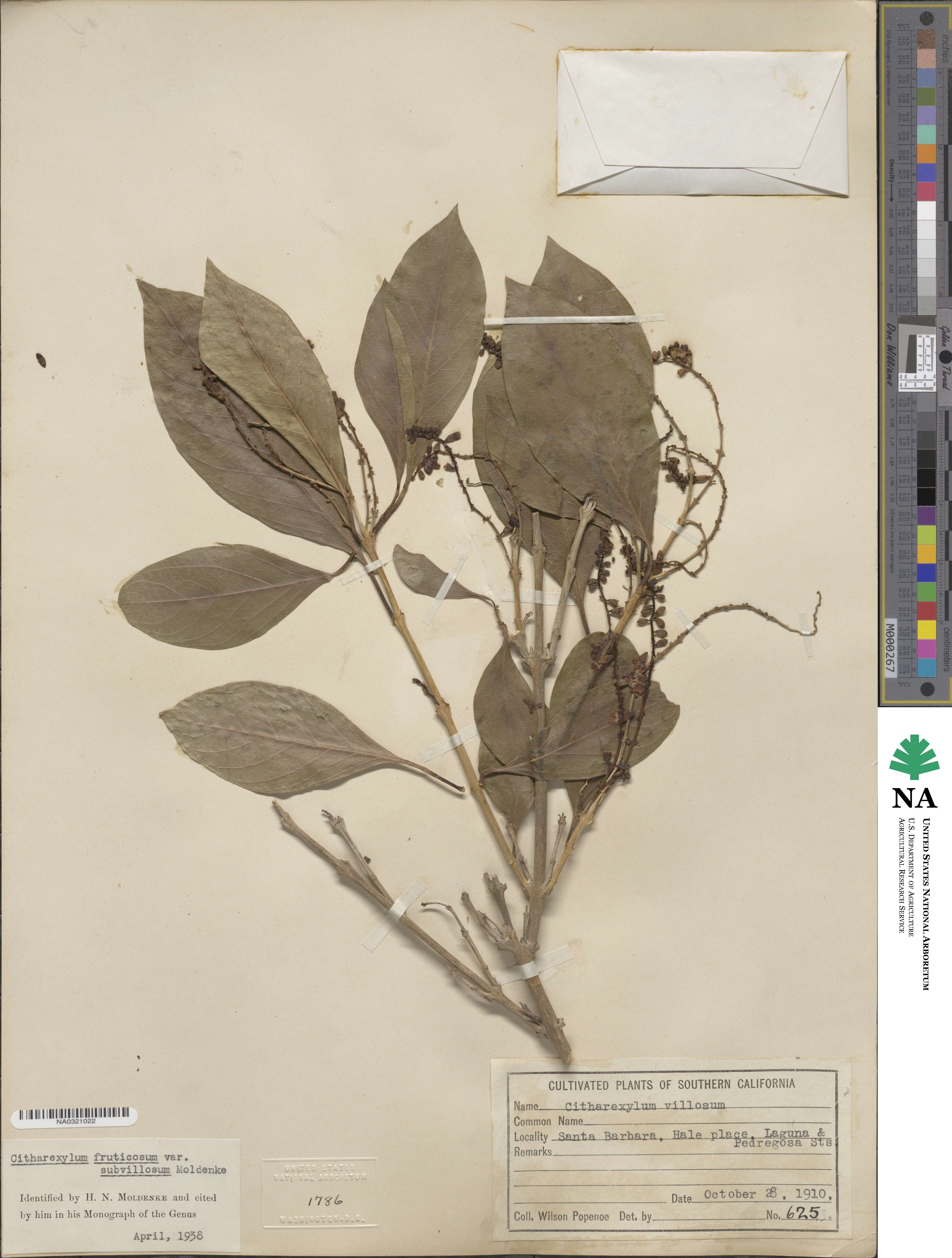 Citharexylum spinosum image