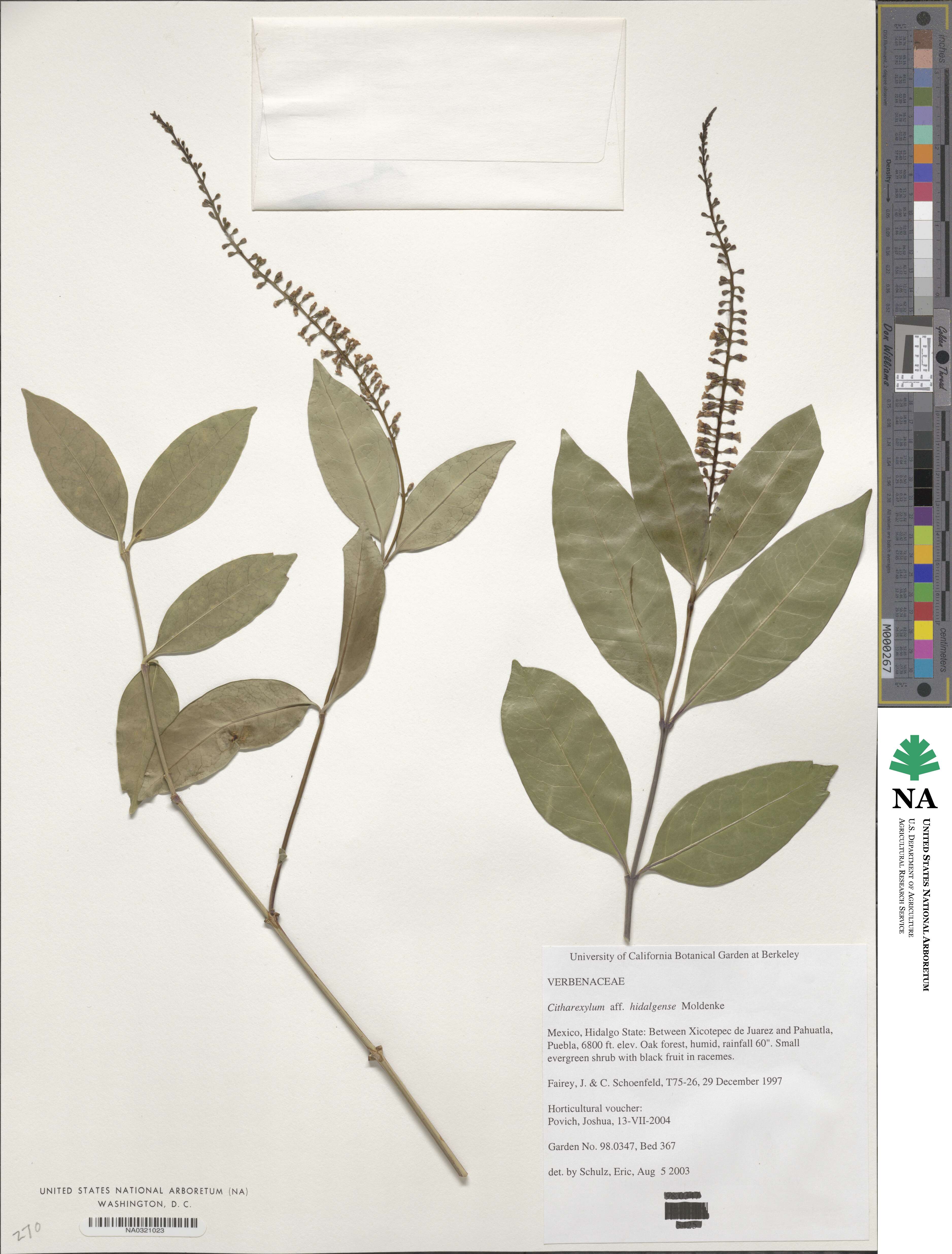 Citharexylum hidalgense image