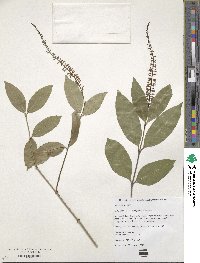 Image of Citharexylum hidalgense