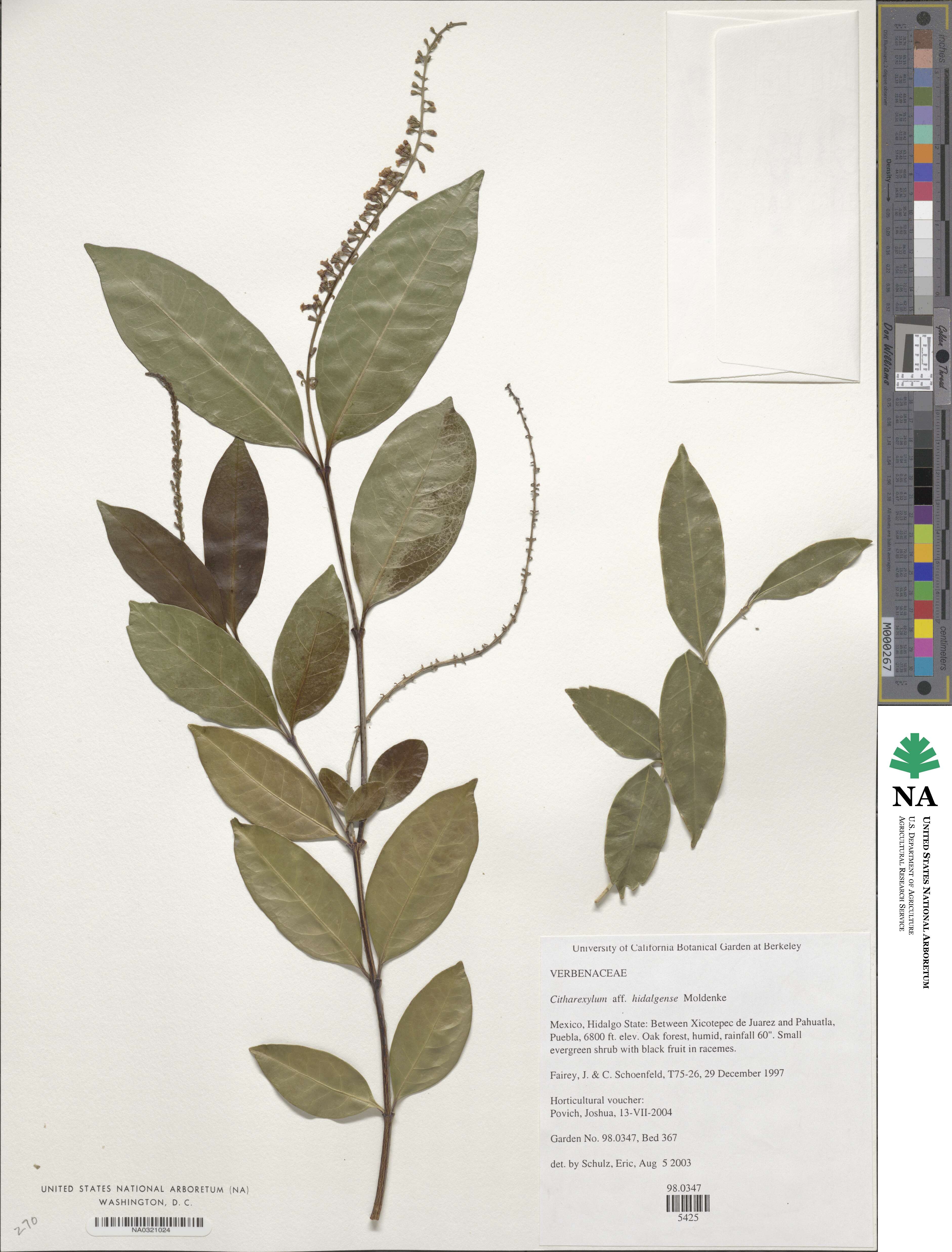 Citharexylum hidalgense image