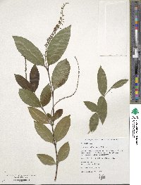 Citharexylum hidalgense image