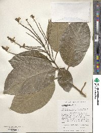 Citharexylum poeppigii image