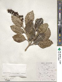 Citharexylum spinosum image