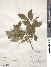 Citharexylum spinosum image