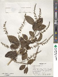 Citharexylum spinosum image