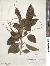 Citharexylum spinosum image