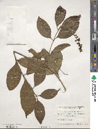 Citharexylum spinosum image