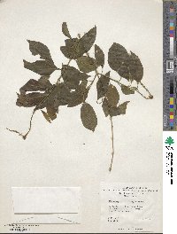 Image of Citharexylum tristachyum