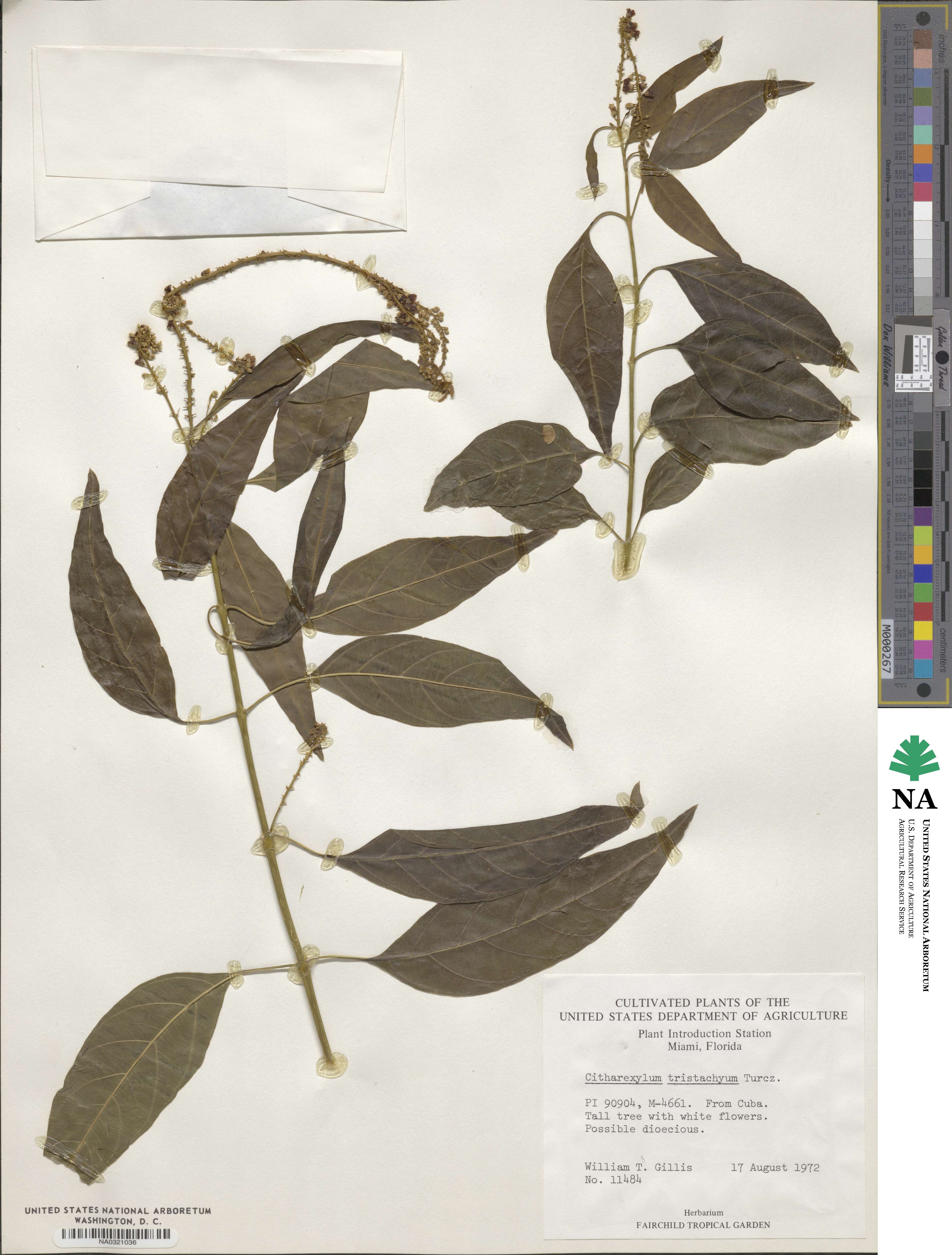 Citharexylum tristachyum image