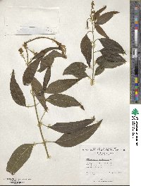 Citharexylum tristachyum image