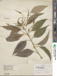 Citharexylum tristachyum image