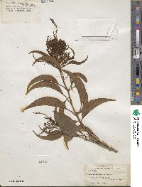 Citharexylum tristachyum image