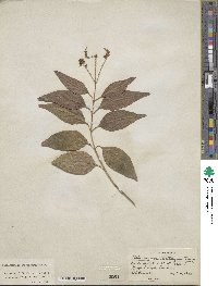 Citharexylum tristachyum image