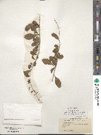 Duranta erecta image