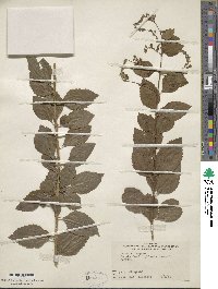 Duranta erecta image