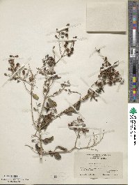 Duranta erecta image