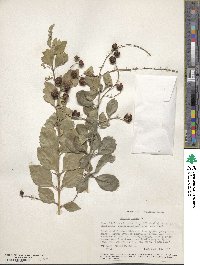 Duranta erecta image