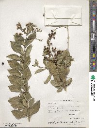 Duranta erecta image