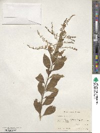 Duranta erecta image