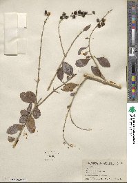 Duranta erecta image