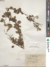 Duranta erecta image