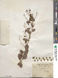 Duranta erecta image