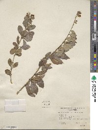 Duranta erecta image