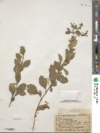 Duranta erecta image