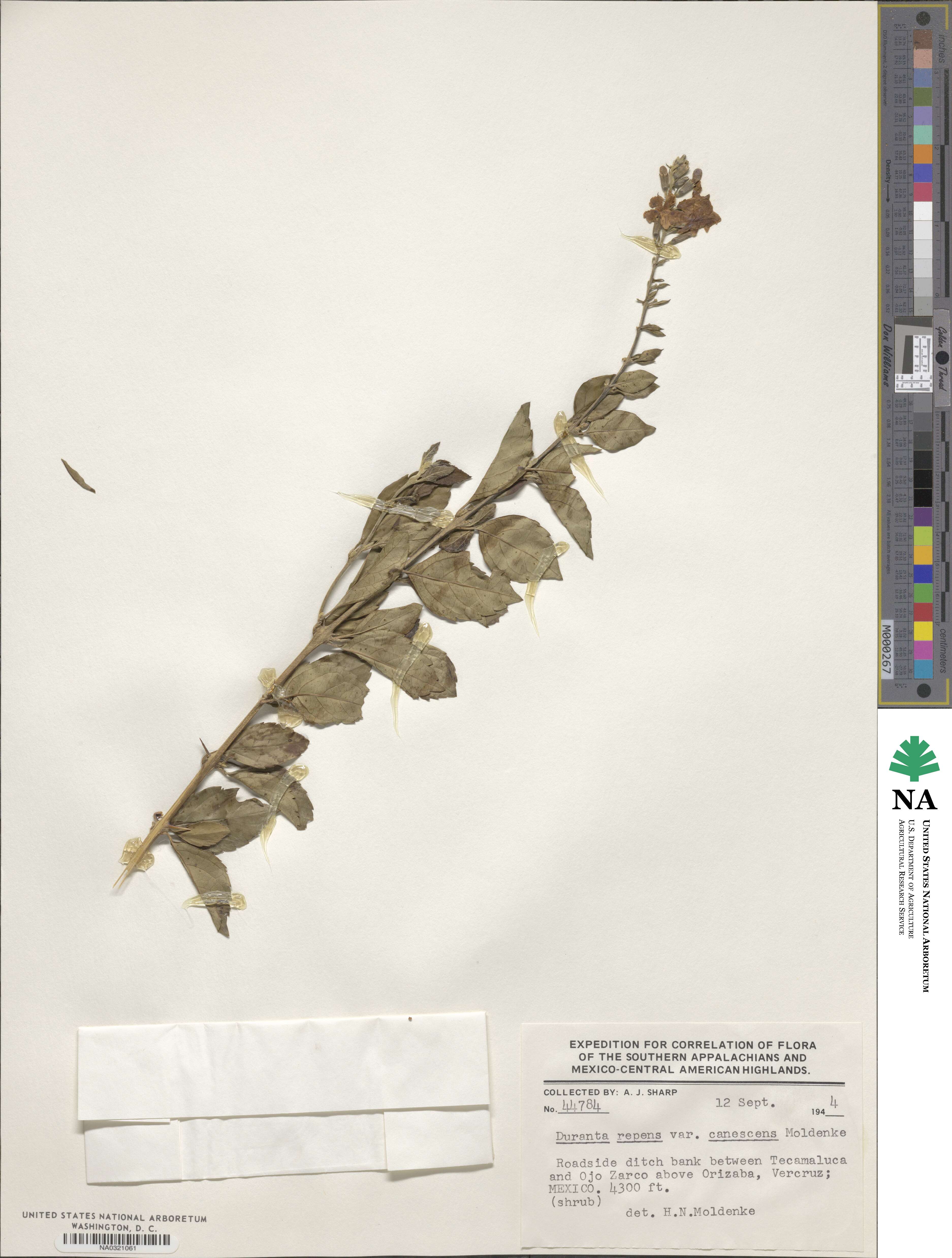 Duranta canescens image