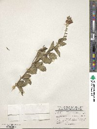 Image of Duranta canescens