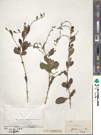 Duranta erecta image