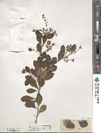 Duranta erecta image