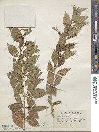 Duranta erecta image