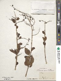 Duranta erecta image