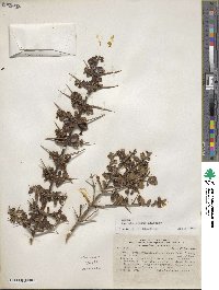 Duranta armata image