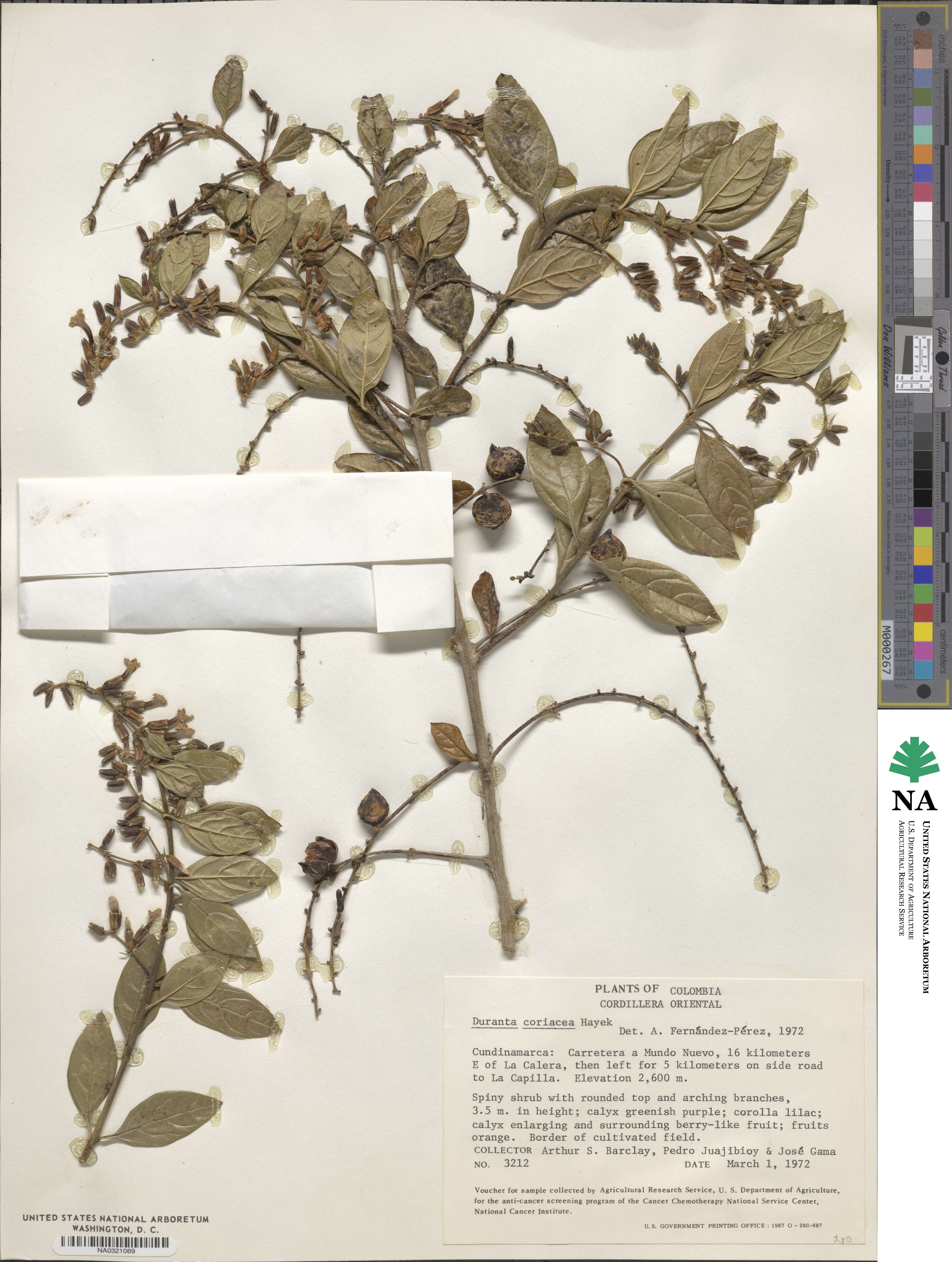 Duranta coriacea image