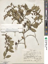 Duranta coriacea image