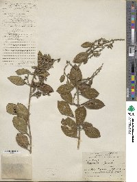 Duranta coriacea image