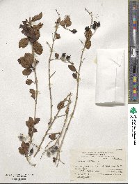 Duranta erecta image