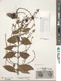 Image of Duranta mutisii