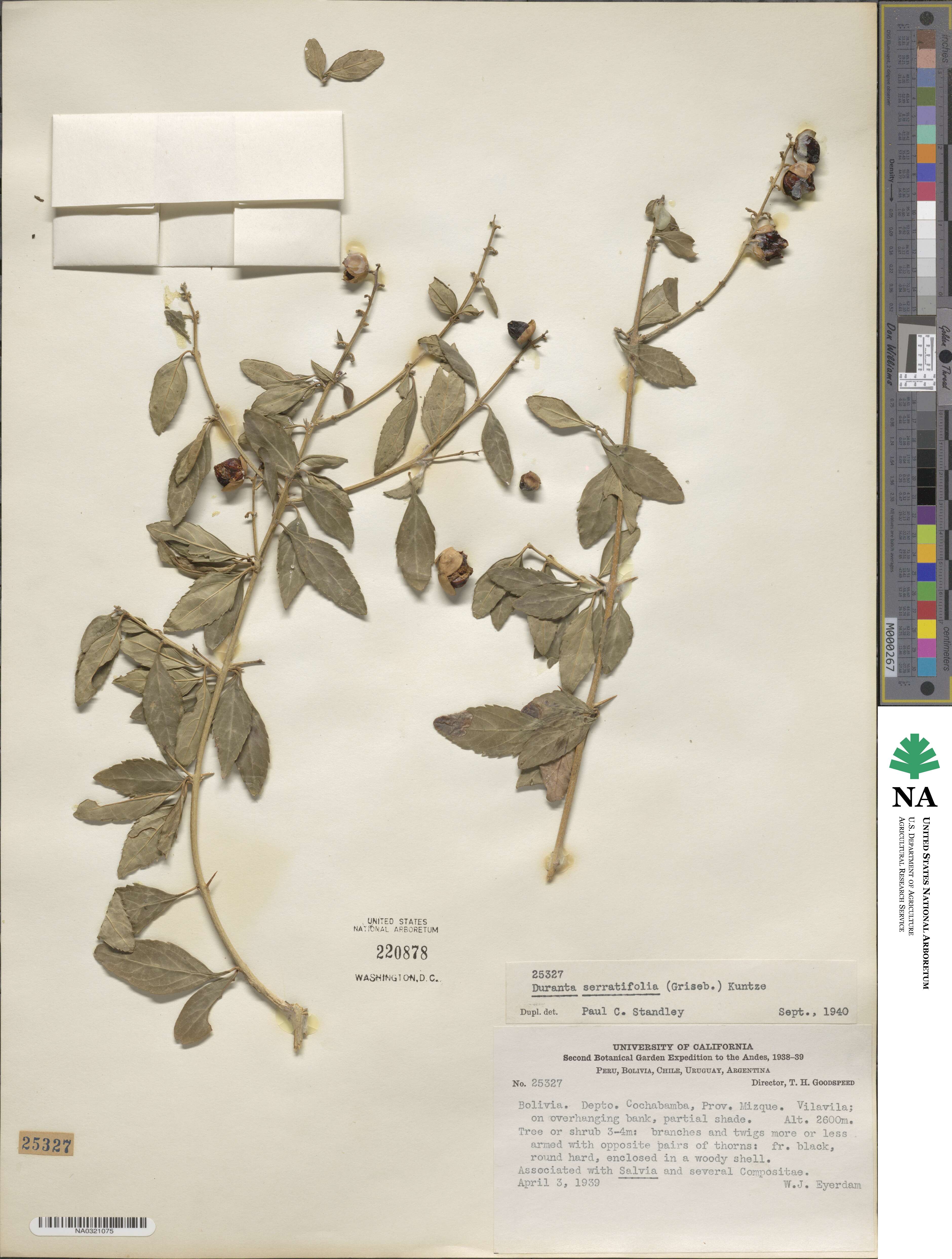 Duranta serratifolia image