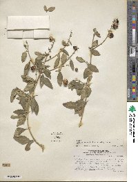 Duranta serratifolia image