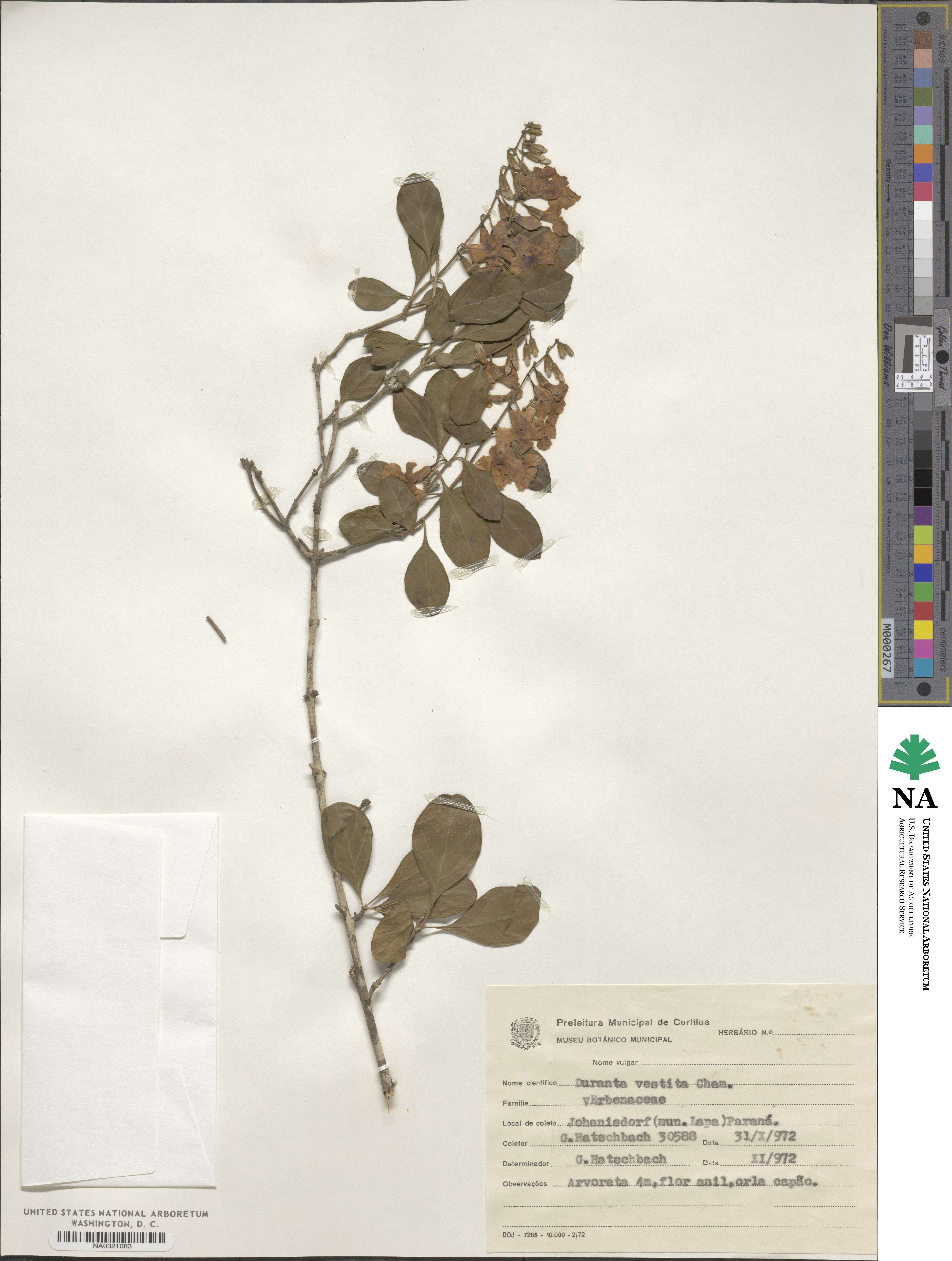 Duranta vestita image