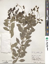 Duranta erecta image