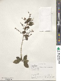 Duranta erecta image