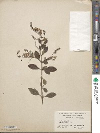 Duranta erecta image