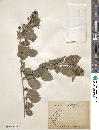 Duranta erecta image