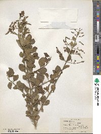 Duranta erecta image