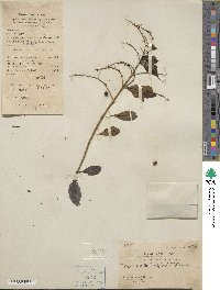 Duranta erecta image